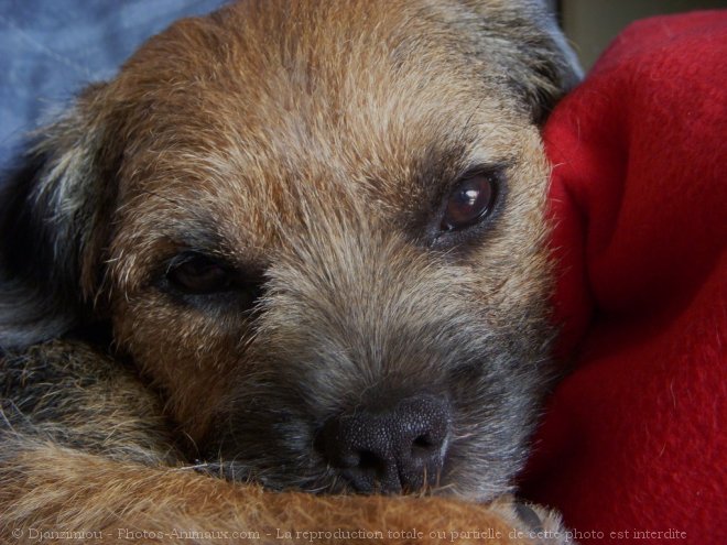 Photo de Border terrier