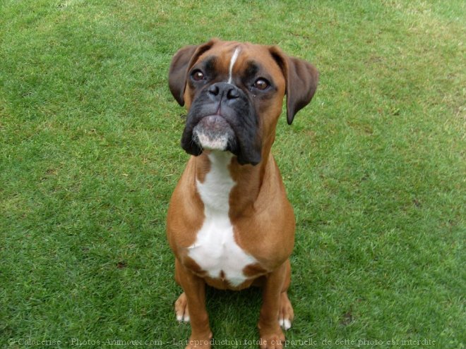 Photo de Boxer