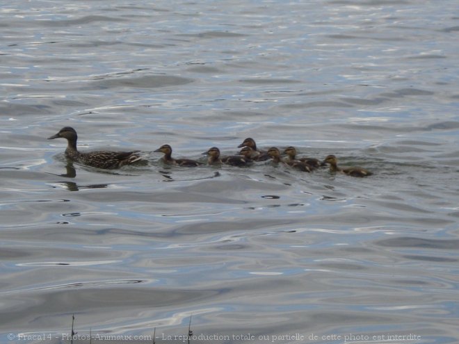 Photo de Canard