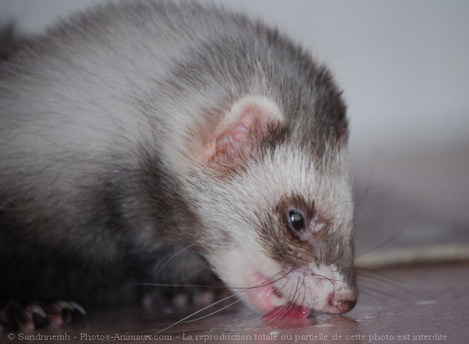 Photo de Furet