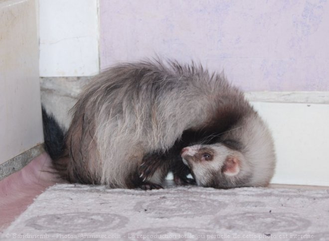 Photo de Furet