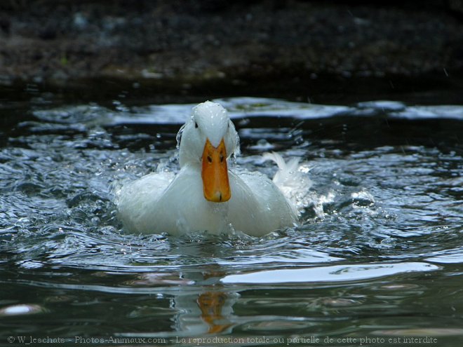 Photo de Canard