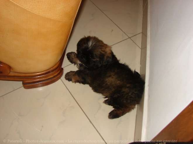 Photo de Shih tzu