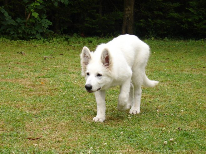 Photo de Berger blanc suisse