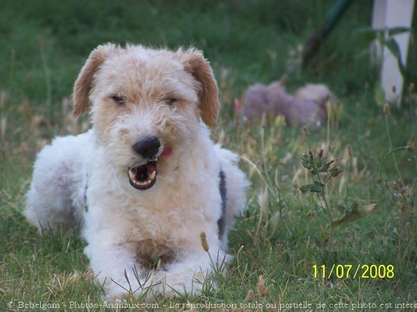 Photo de Fox terrier  poil dur