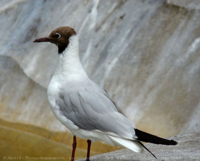 Photo de Mouette