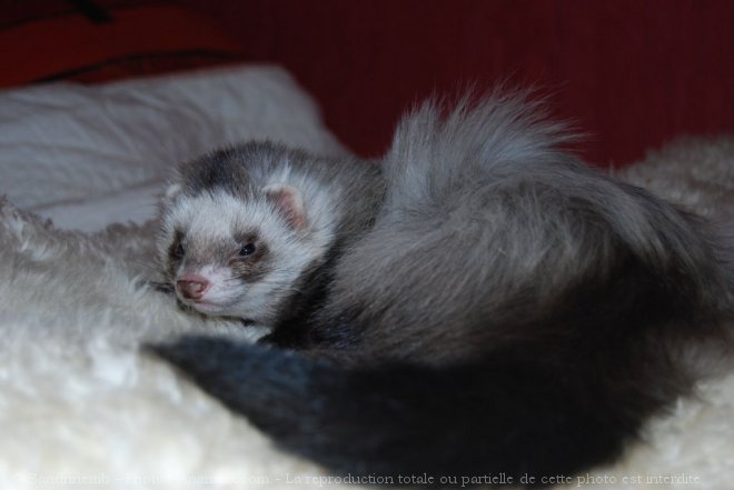 Photo de Furet