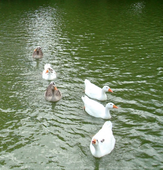 Photo de Races diffrentes