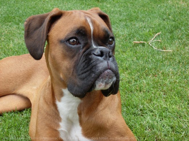 Photo de Boxer