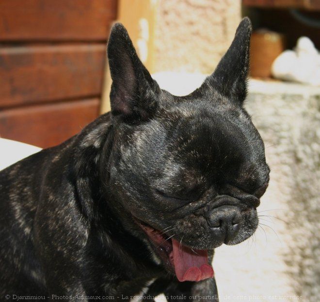 Photo de Bouledogue franais