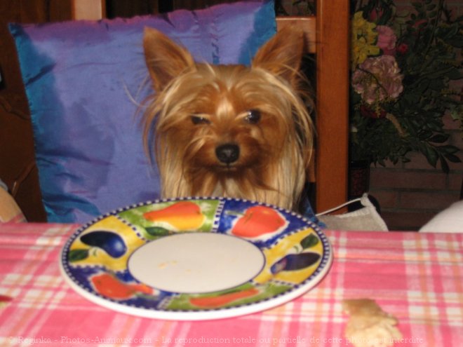 Photo de Yorkshire terrier