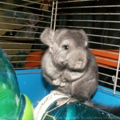 Photo de Chinchilla