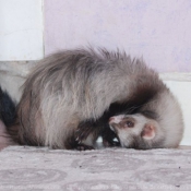 Photo de Furet