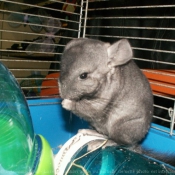 Photo de Chinchilla