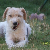 Photo de Fox terrier  poil dur