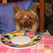 Photo de Yorkshire terrier