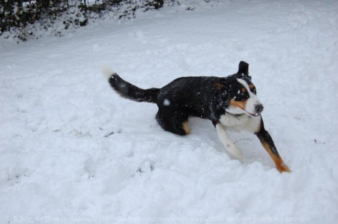 Photo de Husky siberien