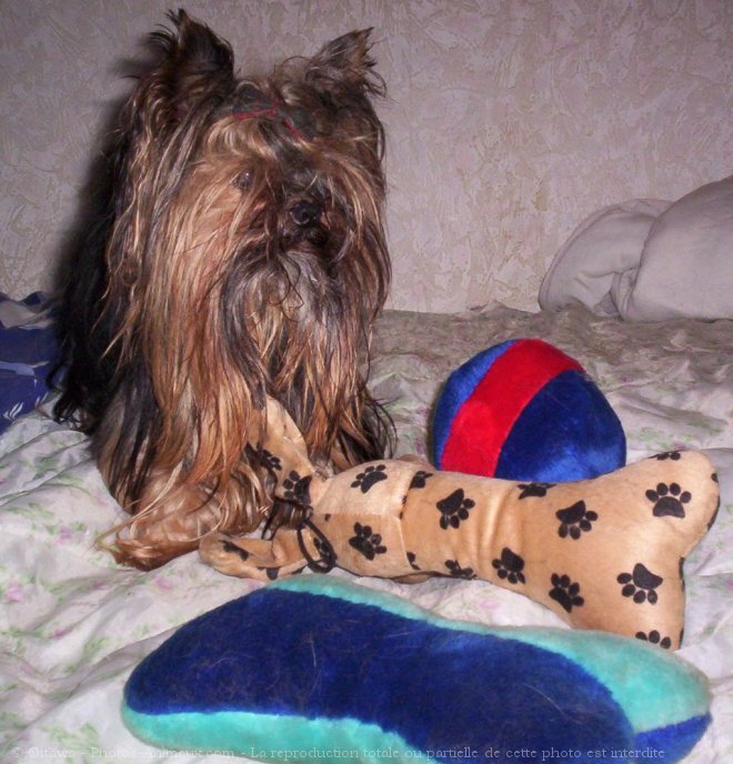 Photo de Yorkshire terrier