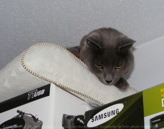 Photo de Chat domestique