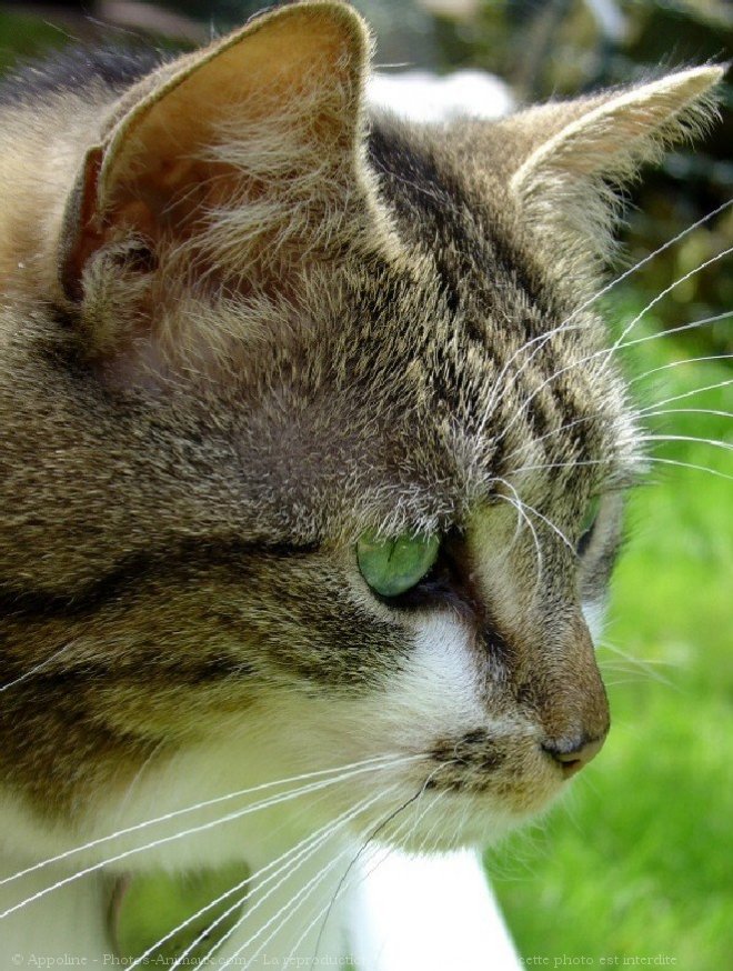 Photo de Chat domestique