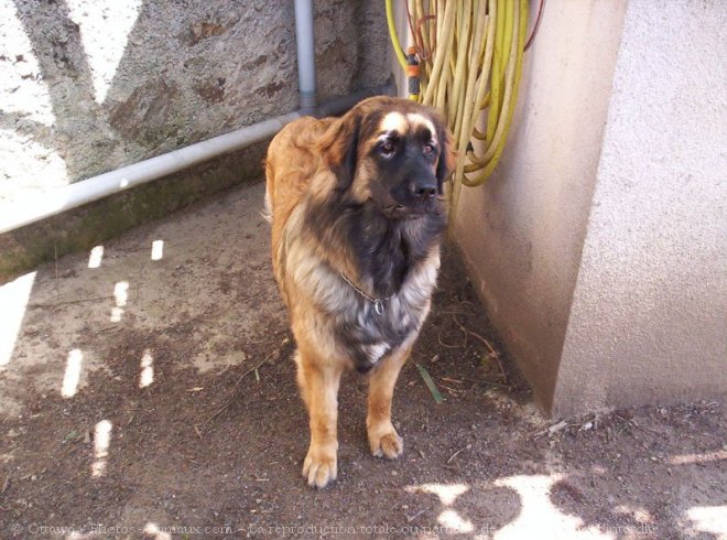 Photo de Leonberg