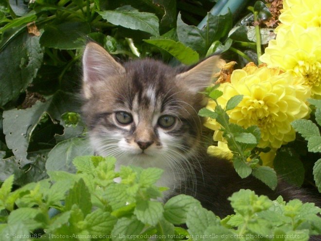 Photo de Chat domestique