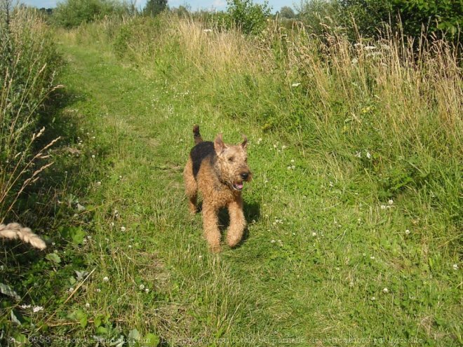 Photo d'Airedale terrier