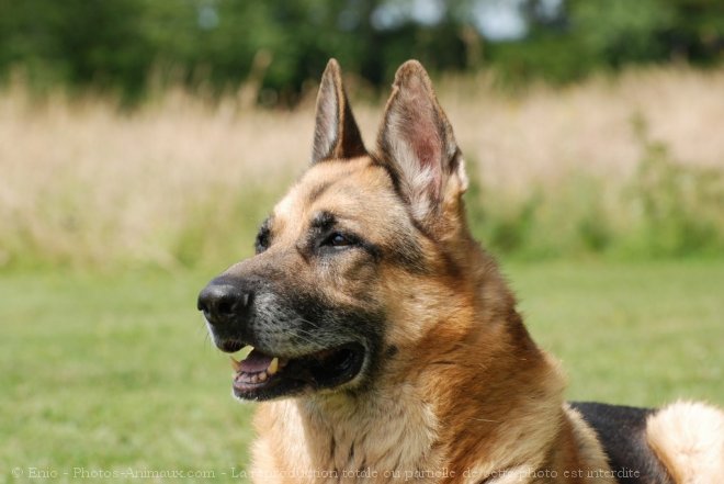 Photo de Berger allemand  poil court