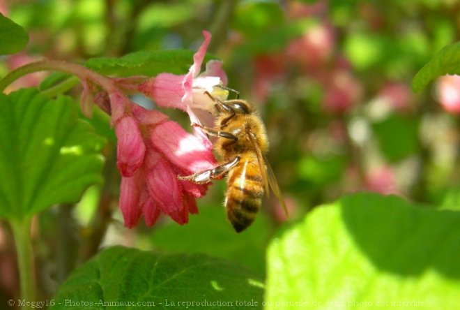 Photo d'Abeille