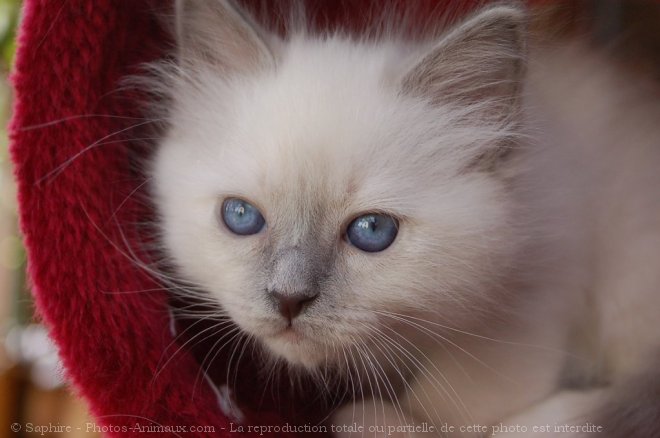 Photo de Sacr de birmanie