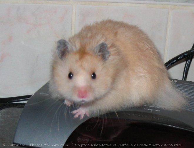 Photo de Hamster