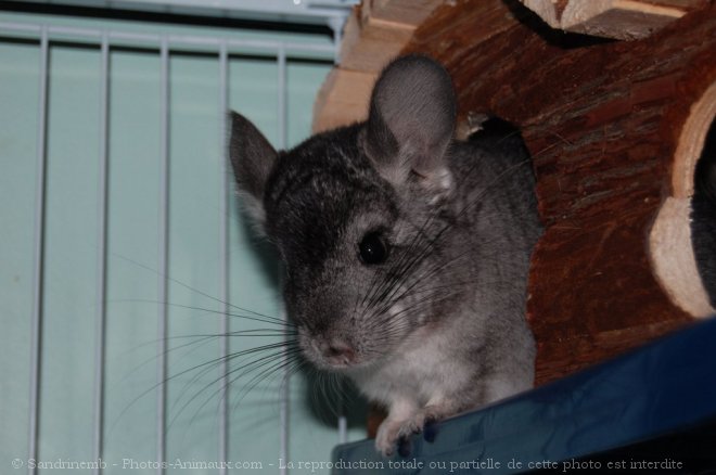 Photo de Chinchilla