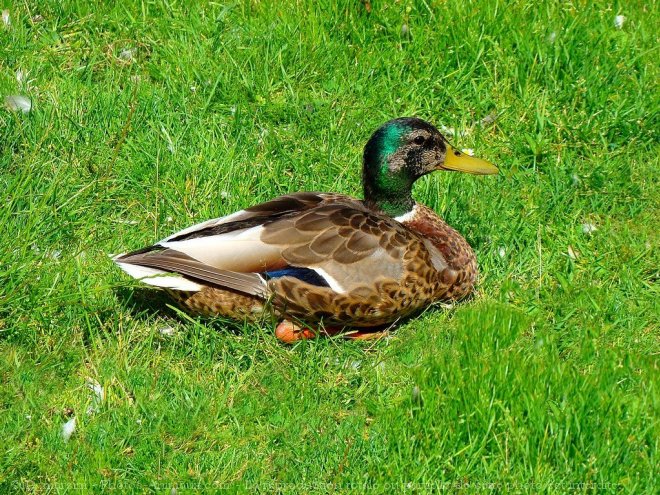 Photo de Canard