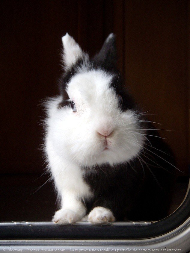 Photo de Lapin