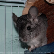 Photo de Chinchilla