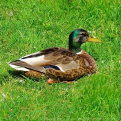 Photo de Canard