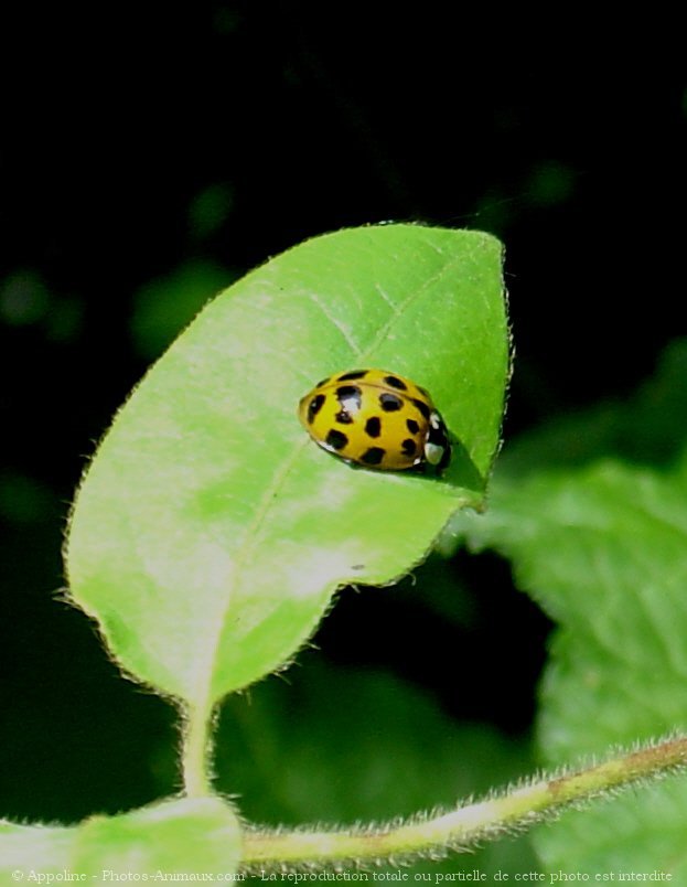 Photo de Coccinelle