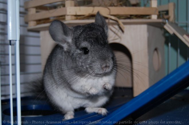 Photo de Chinchilla