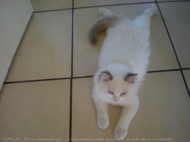 Photo de Ragdoll