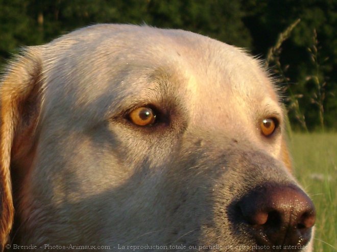 Photo de Labrador retriever