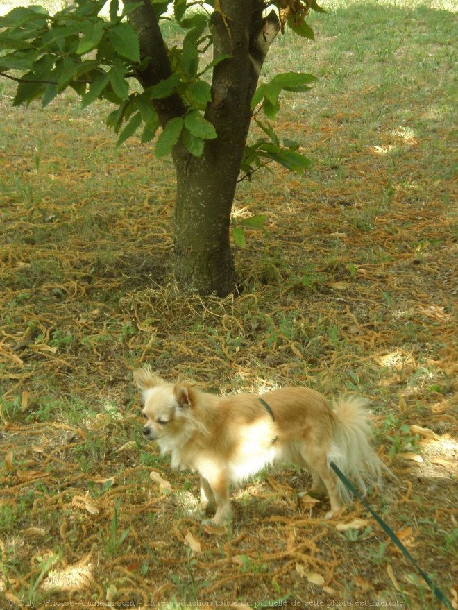 Photo de Chihuahua  poil long