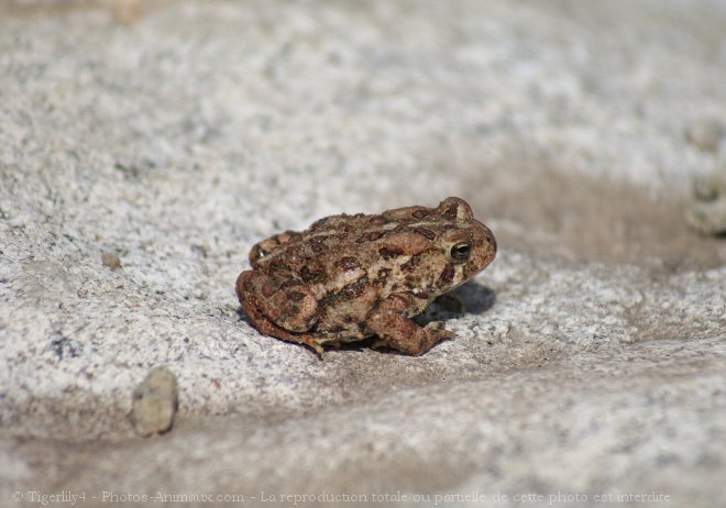 Photo de Crapaud