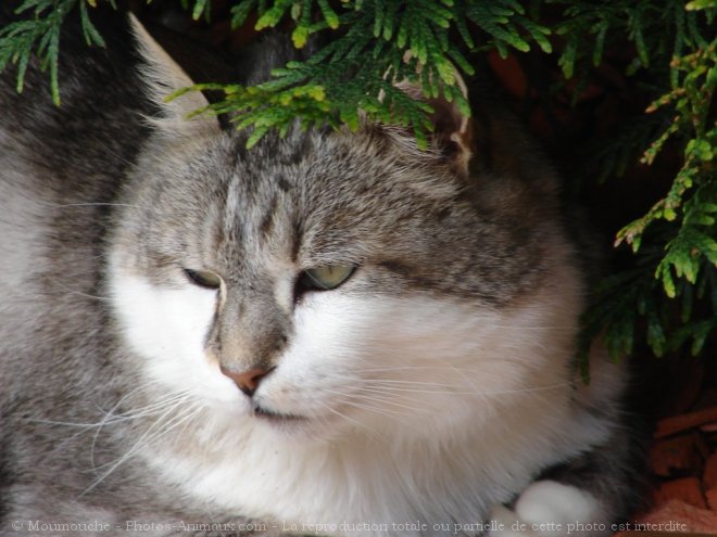 Photo de Chat domestique