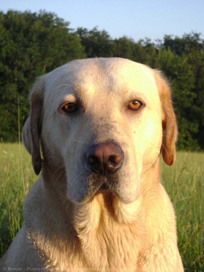 Photo de Labrador retriever