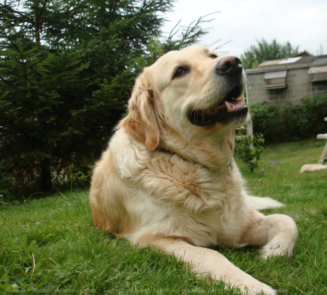 Photo de Golden retriever