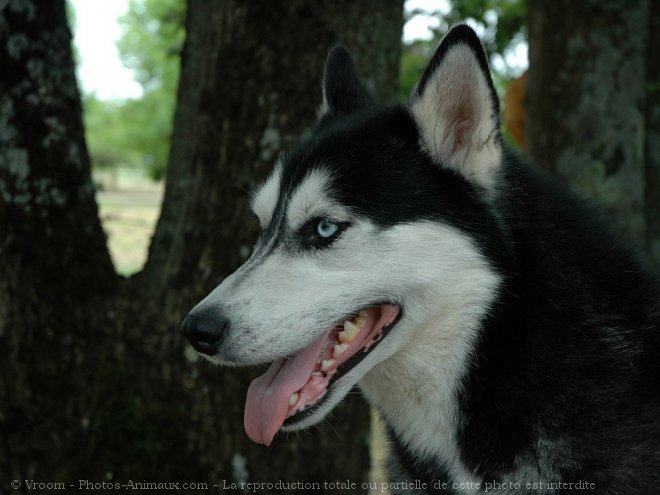 Photo de Husky siberien