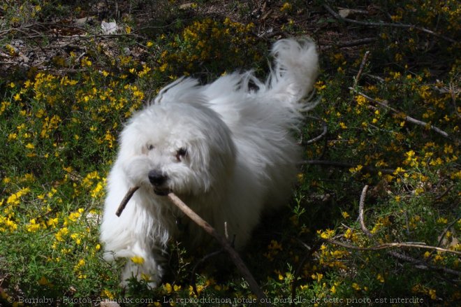 Photo de Coton de tulear