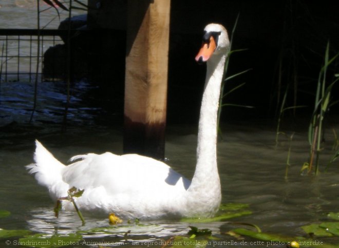 Photo de Cygne