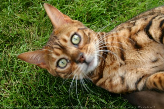 Photo de Bengal