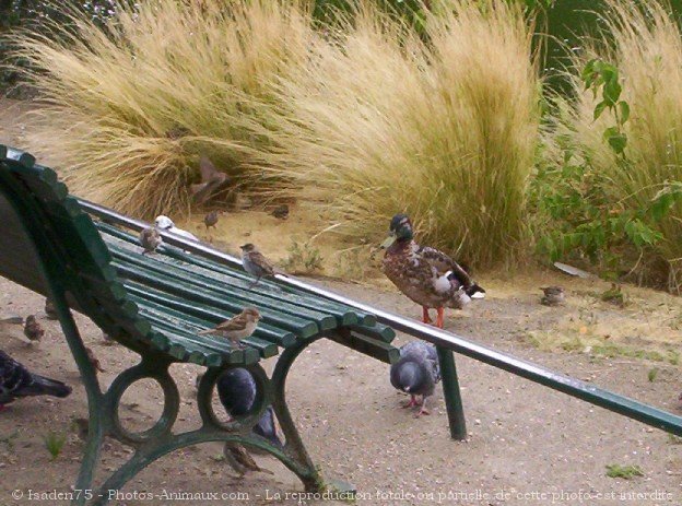 Photo de Races diffrentes